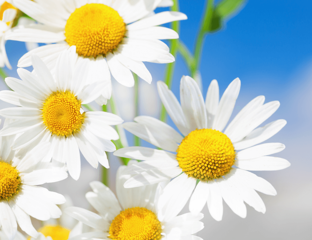 Chamomile